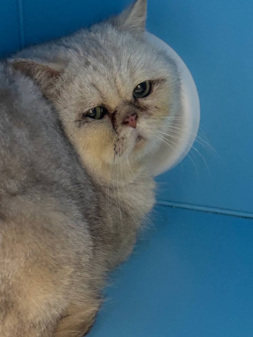 G lXp8oWkAAqF1i?format=jpg.jpg