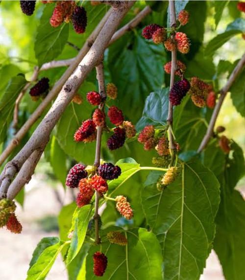 61kU5NknOQL. SL1068 .jpg