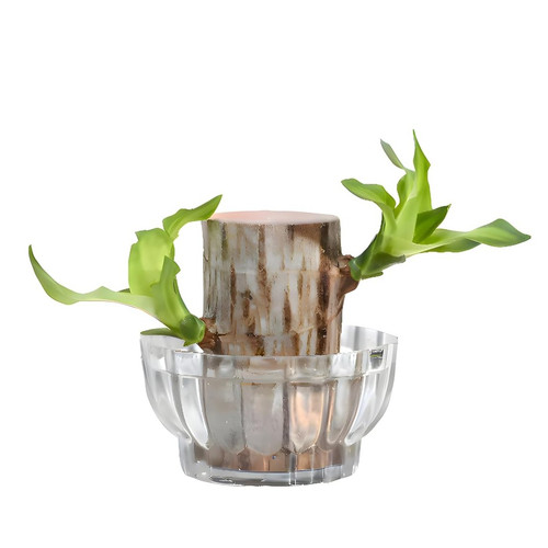 61Efa0GZIOL. SL1500 .jpg