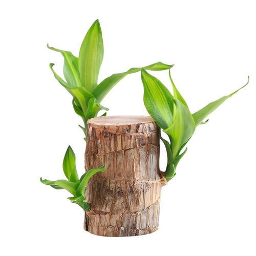 71vWJnkyoUL. SL1500 .jpg