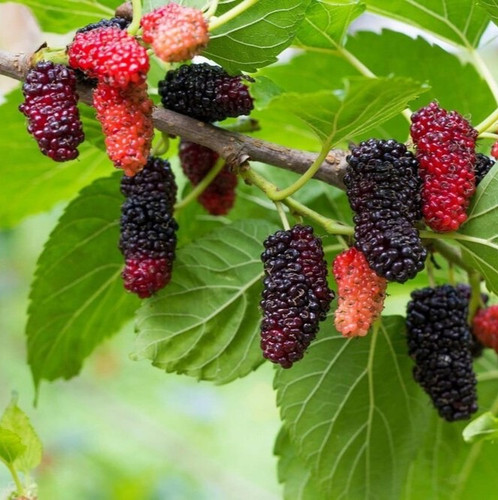 online plant bazar multicolor mu.jpg