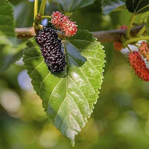 shahtoot mulberry plant 1 greenu.jpg