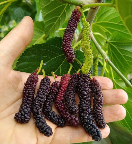 no annual yes live mulberry plan.jpg