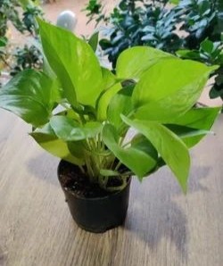 golden money plant 1 500x500.jpg