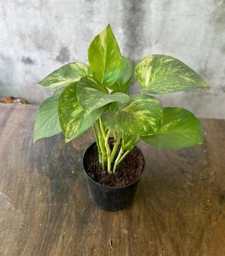 flower 5 500x500.jpg