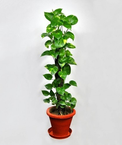 money plant 1 gtgw original imag.jpg