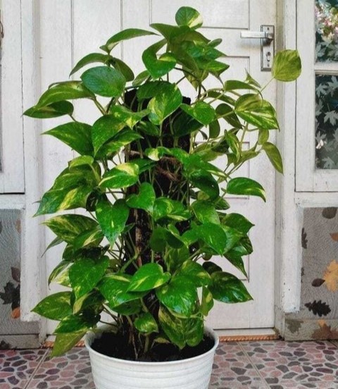 no perennial yes money plant dec.jpg