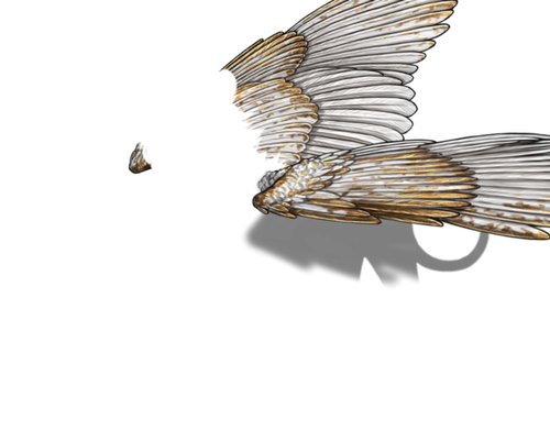 white gold m adol.png