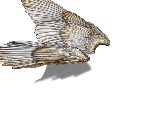 white gold f adol.png