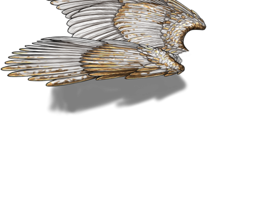 white gold neutral.png