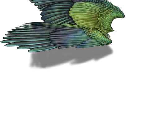 parakeet neutral.png