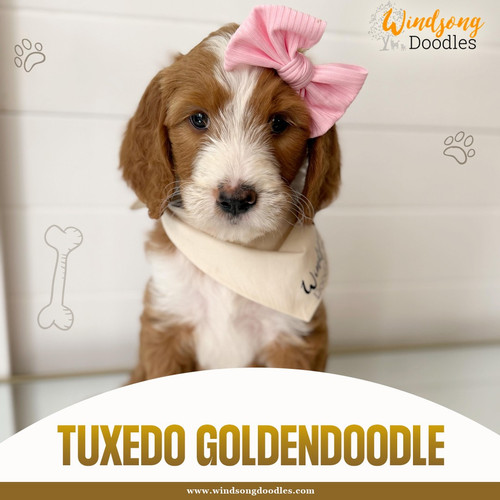 Tuxedo Golden Doodle!.jpg
