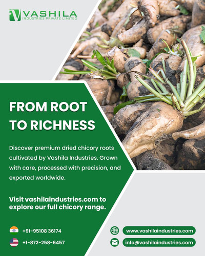 Chicory Roots: A Natural Ingredient Powering Health, Nutrition & Functional Foods.jpg