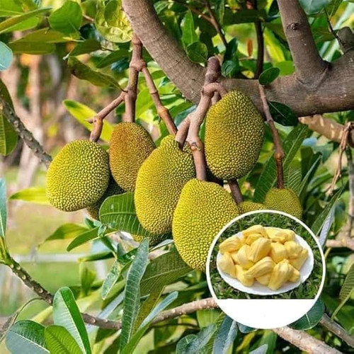 image search 1769499946637.jpg.jpg