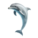 Delphin (5)