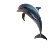 Delphin (9)