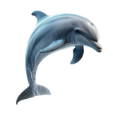 Delphin (1)