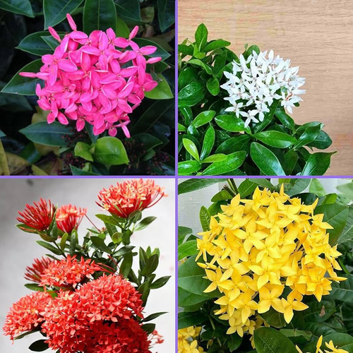 71LZtLNJukL. SL1000 .jpg