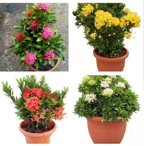  original imahhwzafgjgg2c2.jpg