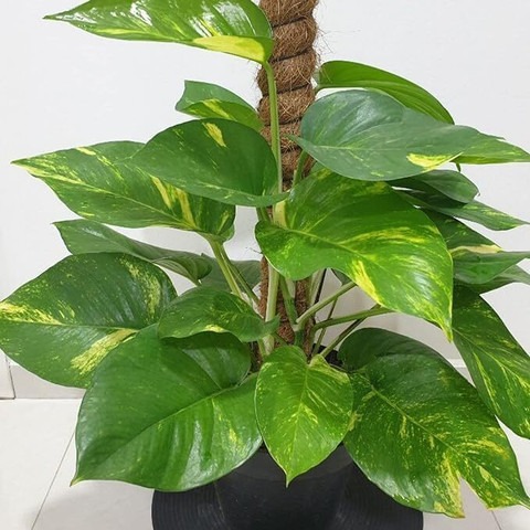 yes perennial yes money plant fr.jpg