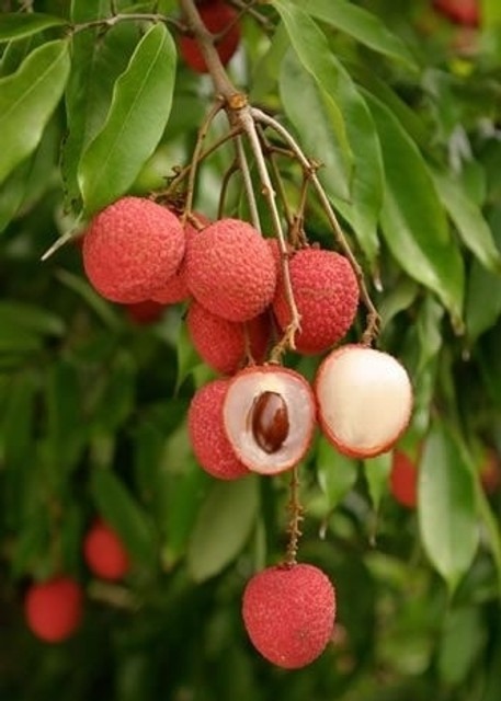 no perennial yes grafted plant c.jpg
