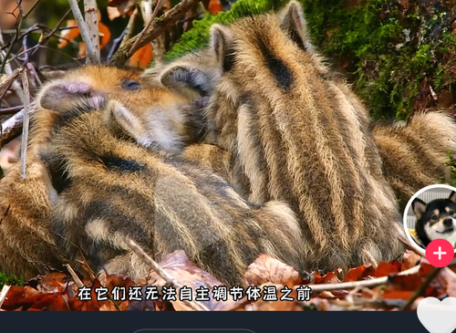 Screenshot 20260127 233647 com.ss.android.ugc.aweme.png