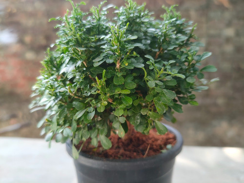 table kamini plant.jpg