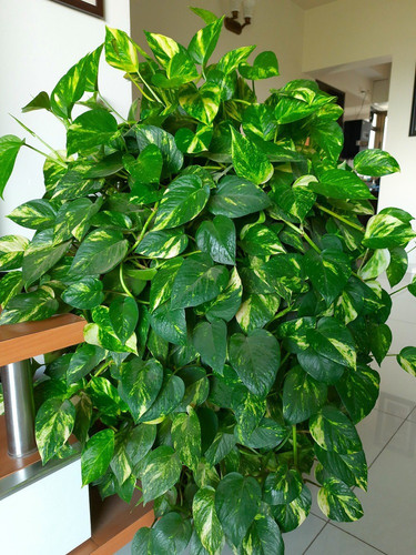no annual yes money plant 27 1 g.jpg
