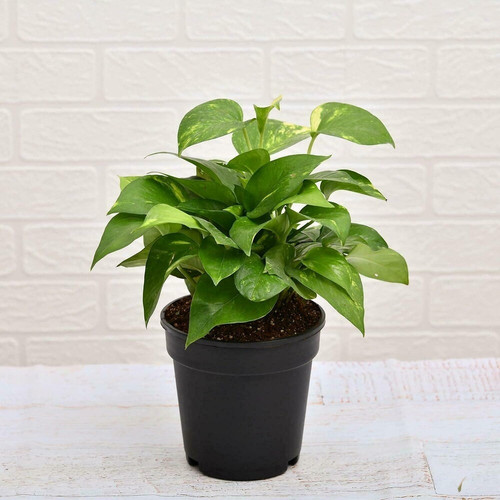 paryavaraan money plant green po.jpg