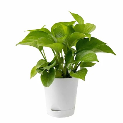 green line natural money plant f.jpg