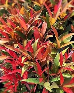 71d7vF4Ma3L. AC UF350,350 QL80.jpg