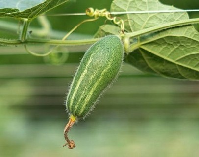 50 summer veg pointed gourd parw.jpg