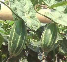 30 pointed gourd seed farm club.jpg