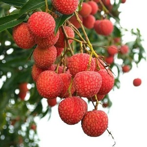 perennial yes yes litchi plant 3.jpg