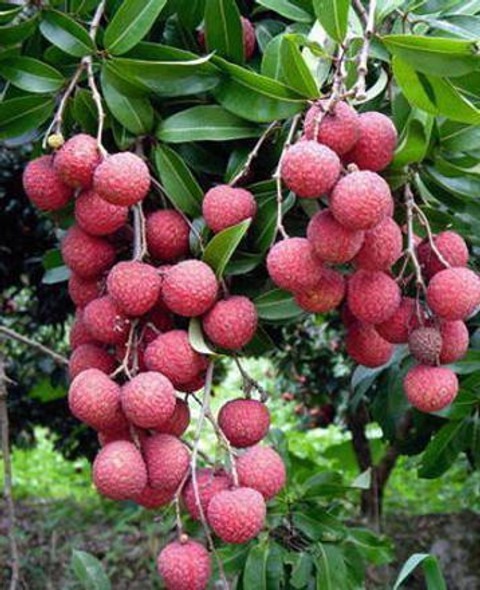 no perennial yes litchi chinensi.jpg