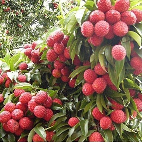 no perennial yes litchi china 3.jpg
