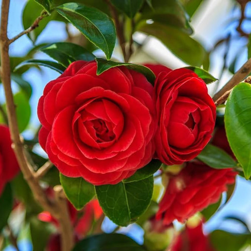 camelliared camelliajaponica rar.jpg