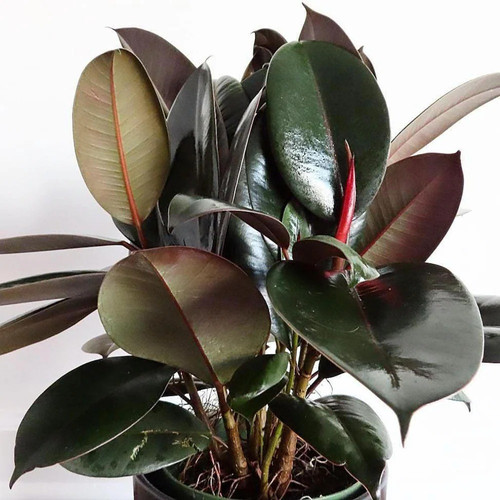 online plant bazar multicolor ru (1).jpg