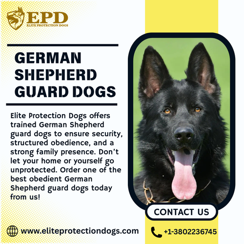 Looking for a Guard Dog German Shepherd Guard Dogs Elite Protection Dogs Are the Right Choice.png