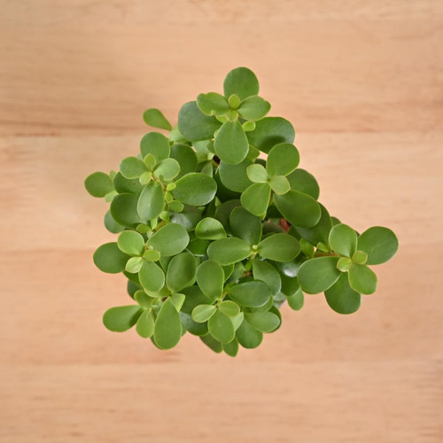 51vQMMWbfhL. SL1000 .jpg