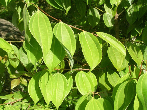 71mZKmiNpFL. SL1024 .jpg