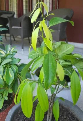 cloud farm bay leaf tej pata her.jpg