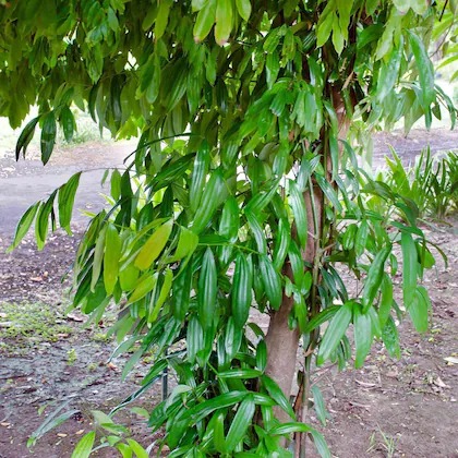 cloud farm hybrid tej bay leaf p.jpg