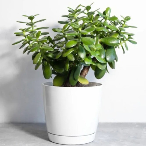 online plant bazar green crassul (1).jpg