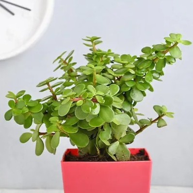 floweraura decorative foliage ja.jpg