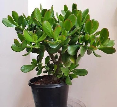 online plant bazar green crassul.jpg