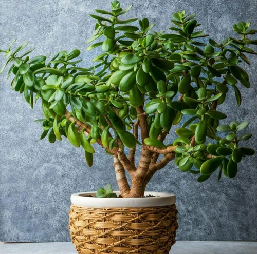 online plant bazar jade live pla.jpg