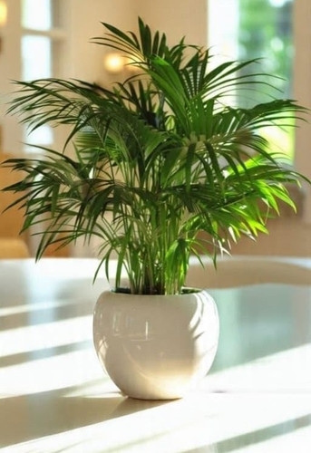51qVemBa2FL. SL1120 .jpg