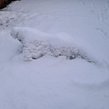 Snowmodo dragon day 2