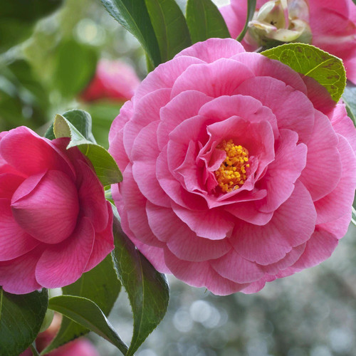 online plant bazar pink camellia.jpg